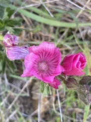 Sidalcea malviflora