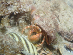 Dardanus crassimanus