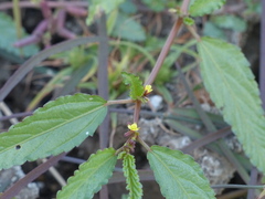 Corchorus fascicularis