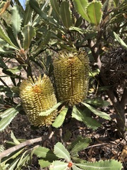 Banksia ornata