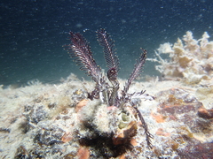 Crinoidea