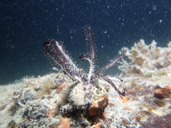 Crinoidea