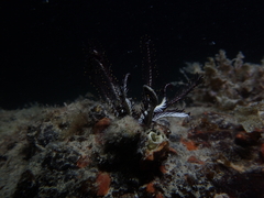 Crinoidea
