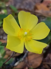 Crocanthemum carolinianum
