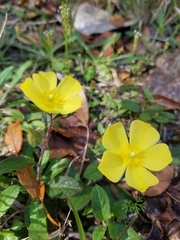 Crocanthemum carolinianum