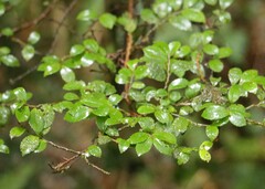 Eurya crenatifolia