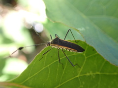 Plapigus circumcinctus