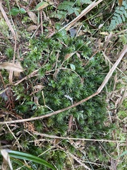 Phlegmariurus fordii