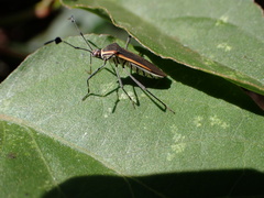 Plapigus circumcinctus