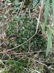 Phlegmariurus fordii