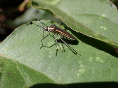 Plapigus circumcinctus