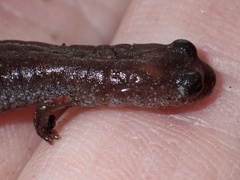 Batrachoseps major major