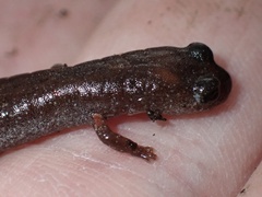 Batrachoseps major major