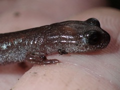 Batrachoseps major major