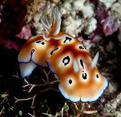 Goniobranchus leopardus