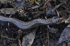 Batrachoseps major major