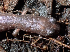 Batrachoseps major major