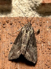 Hypena scabra