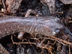 Batrachoseps major major