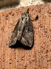 Hypena scabra