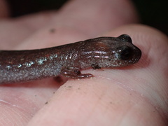 Batrachoseps major major