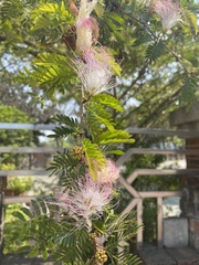 Calliandra tergemina