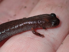 Batrachoseps major major