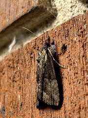 Hypena scabra