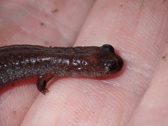 Batrachoseps major major