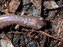 Batrachoseps major major