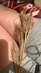 Andropogon glomeratus