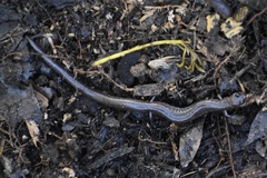 Batrachoseps major major