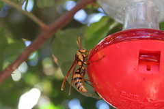 Polistes