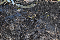 Batrachoseps major major