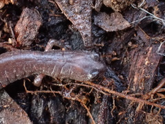 Batrachoseps major major