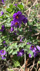 Solanum umbelliferum