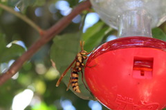Polistes