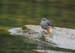 Phoenicurus fuliginosus