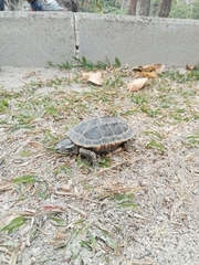 Malayemys macrocephala