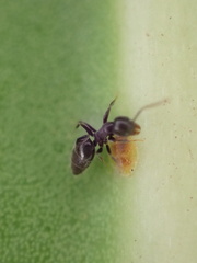 Technomyrmex albipes