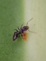 Technomyrmex albipes