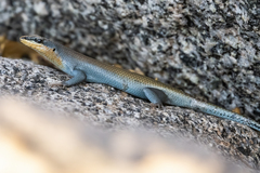 Trachylepis
