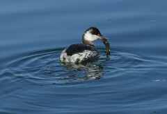 Podiceps auritus