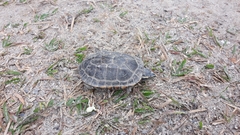 Malayemys macrocephala