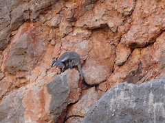 Petrogale lateralis