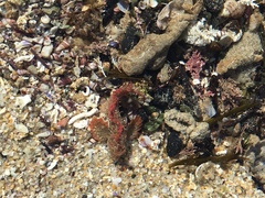 Aploactisoma milesii