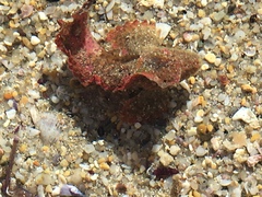 Aploactisoma milesii