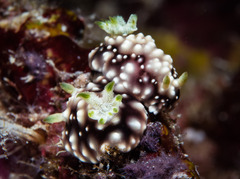 Goniobranchus geometricus