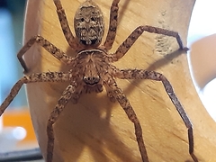 Heteropoda jugulans