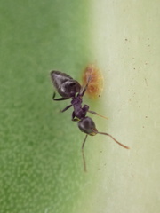 Technomyrmex albipes